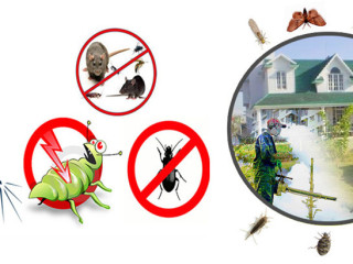 Accurate Fumigation Service Karachi