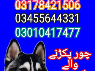 Army dog center 03455644331