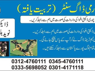 Army Dog Center D G Khan 03335698052