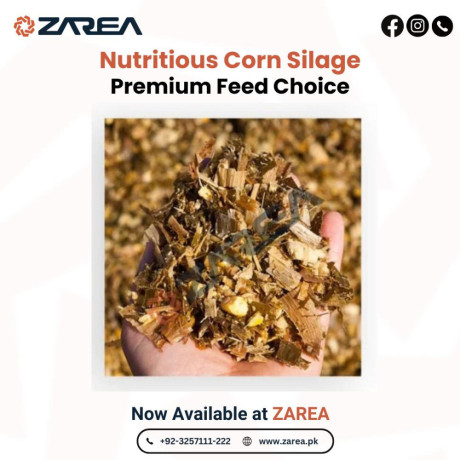 corn-silage-now-available-at-zarea-limited-big-0