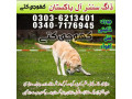 army-dog-center-faisalabad-03036213401-small-0