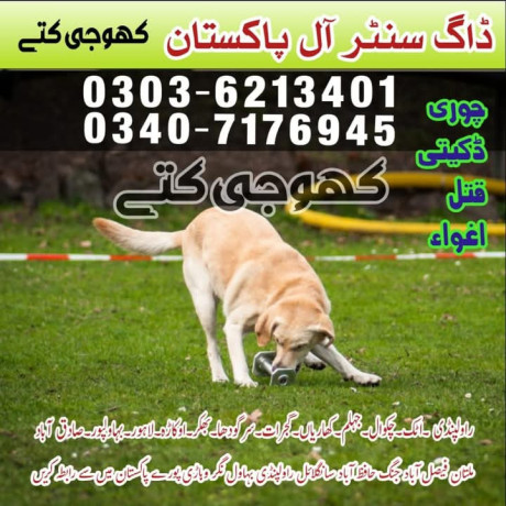 army-dog-center-faisalabad-03036213401-big-0