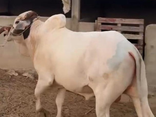 Qurbani Bachray for sale