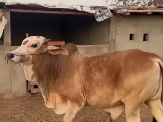 2 Daant Bachra For Qurbani 2025