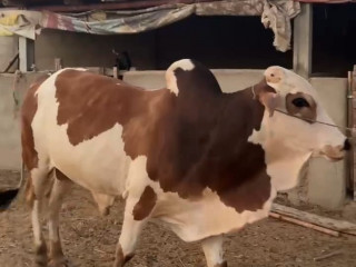 Farm 2 daant Ablaq Bachra for Qurbani 2025