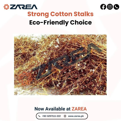 cotton-stalks-available-at-zarea-big-0